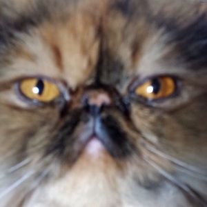 Meet your Posher, Alicia